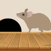 Rodent Damage & Preventative Steps to Take This Winter in Hattiesburg, Mississippi